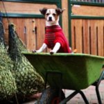 Hunde Pullover