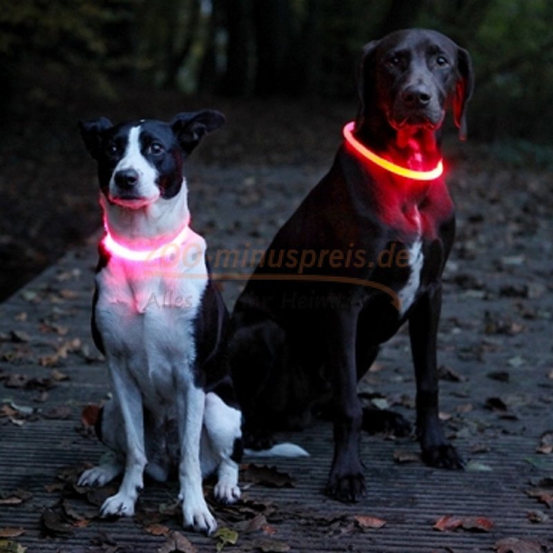 Hunde Leuchthalsband bzw. Blinkhalsband für Hunde in div. Größen, Fa, 6