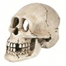 Schädel Skelett 15 cm, aus Polyesterharz, meerwasserfest,