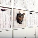Katzen Kuschelhhle 37 x 33 x 33 cm, mit Plschbezug...