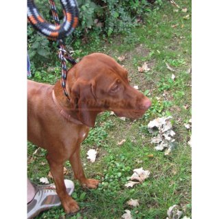 Hunde Fhr- oder Schlaufenleine mit integr. Halsband, zum direkten Umlegen um den Hals des Hundes, (kein Wrger). Halsgre feststellbar, in versch. Farben 170 cm 13mm stark schwarz / orange reflekt