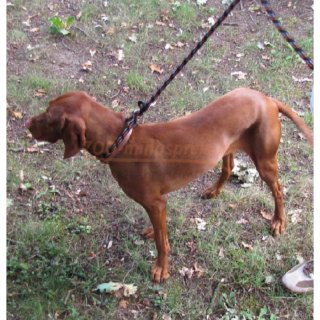 Hunde Fhr- oder Schlaufenleine mit integr. Halsband, zum direkten Umlegen um den Hals des Hundes, (kein Wrger). Halsgre feststellbar, in versch. Farben 170 cm 13mm stark